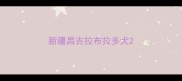 新疆昌吉拉布拉多犬