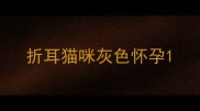 折耳猫咪灰色怀孕