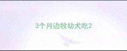 3个月边牧幼犬吃