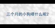 三个月的小狗喂什么呢
