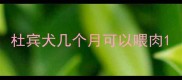 杜宾犬几个月可以喂肉