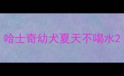 哈士奇幼犬夏天不喝水