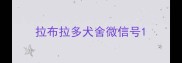 拉布拉多犬舍微信号