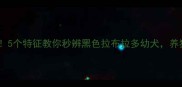 新手必看5个特征教你秒辨黑色拉布拉多幼犬养狗避坑指南