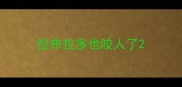 拉布拉多也咬人了