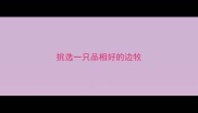 挑选一只品相好的边牧