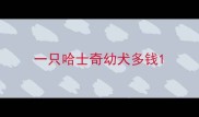 一只哈士奇幼犬多钱