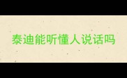 泰迪能听懂人说话吗
