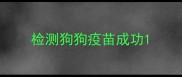 检测狗狗疫苗成功