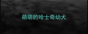 萌萌的哈士奇幼犬
