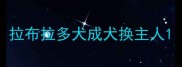 拉布拉多犬成犬换主人
