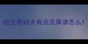 哈士奇幼犬有点流鼻涕怎么