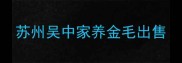 苏州吴中家养金毛出售