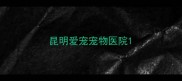 昆明爱宠宠物医院
