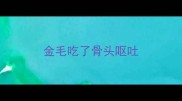 金毛吃了骨头呕吐