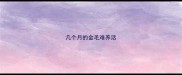 几个月的金毛难养活