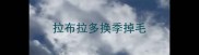 拉布拉多换季掉毛