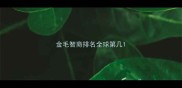 金毛智商排名全球第几