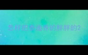 怎样把泰迪养的胖胖的