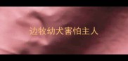 边牧幼犬害怕主人