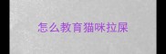 怎么教育猫咪拉屎