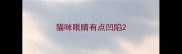 猫咪眼睛有点凹陷