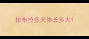 拉布拉多犬体长多大