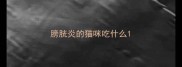 膀胱炎的猫咪吃什么