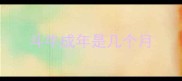 斗牛成年是几个月