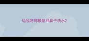 边牧吃狗粮爱用鼻子浇水