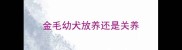 金毛幼犬放养还是关养