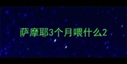 萨摩耶3个月喂什么