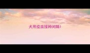 犬用疫苗接种间隔