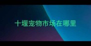 十堰宠物市场在哪里