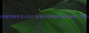拉布拉多疯狂掉毛怎么办资深训犬师换毛期全攻略附养毛秘籍