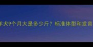 边境牧羊犬9个月大是多少斤标准体型和发育指标全