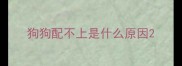 狗狗配不上是什么原因