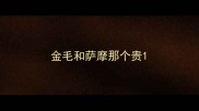 金毛和萨摩那个贵