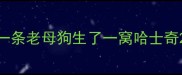 一条老母狗生了一窝哈士奇