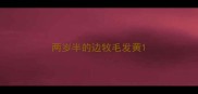 两岁半的边牧毛发黄