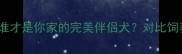 博美犬VS哈士奇谁才是你家的完美伴侣犬对比饲养指南与优缺点全