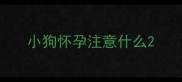 小狗怀孕注意什么