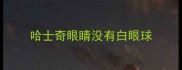 哈士奇眼睛没有白眼球