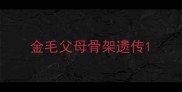 金毛父母骨架遗传