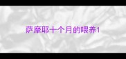 萨摩耶十个月的喂养