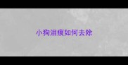 小狗泪痕如何去除