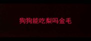 狗狗能吃梨吗金毛