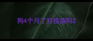 狗4个月了打疫苗吗