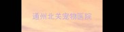 通州北关宠物医院