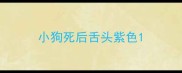 小狗死后舌头紫色
